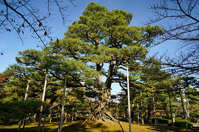 matsu tree